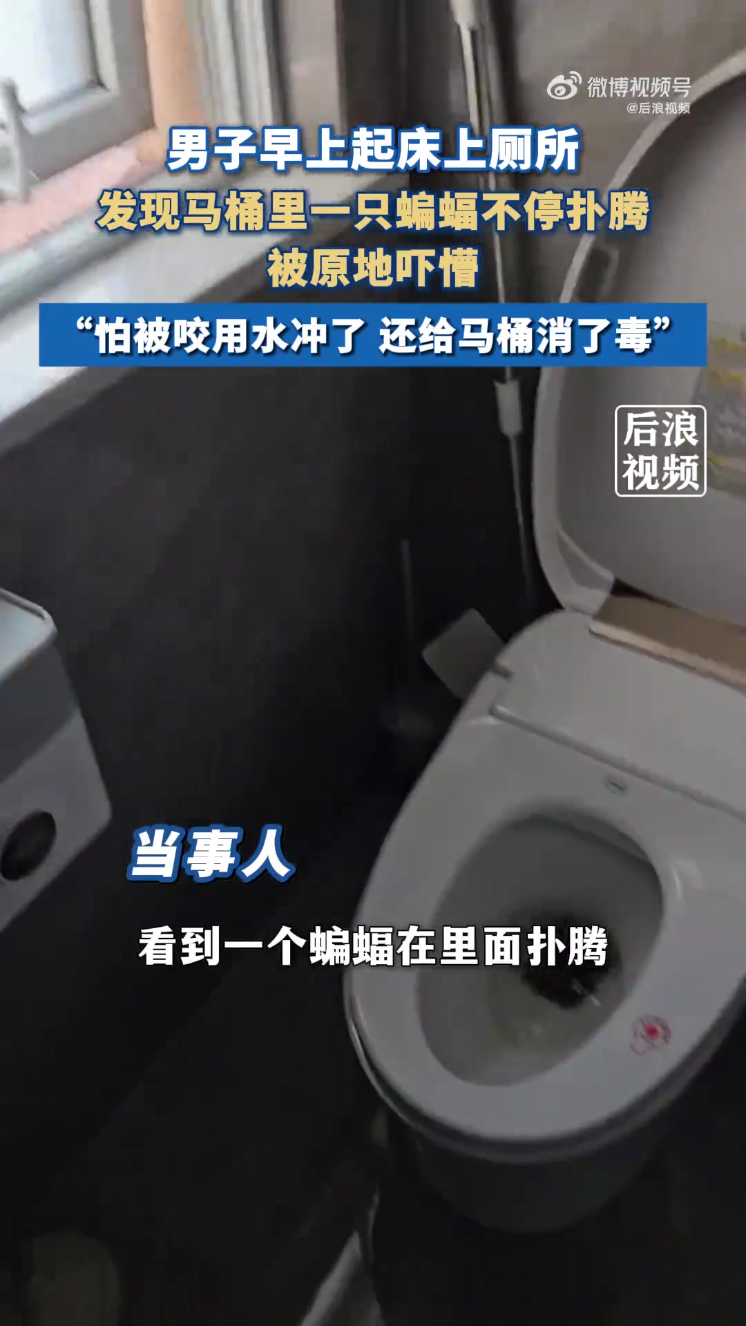 男子早上起床上厕所，发现马桶里一只蝙蝠不停扑腾被原地吓懵