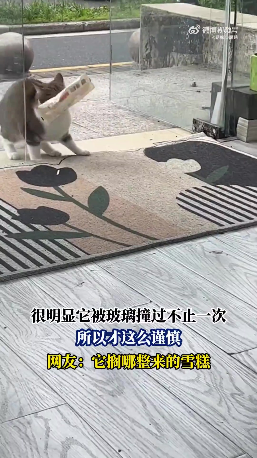 很明显它被玻璃撞过不止一次，所以才这么谨慎