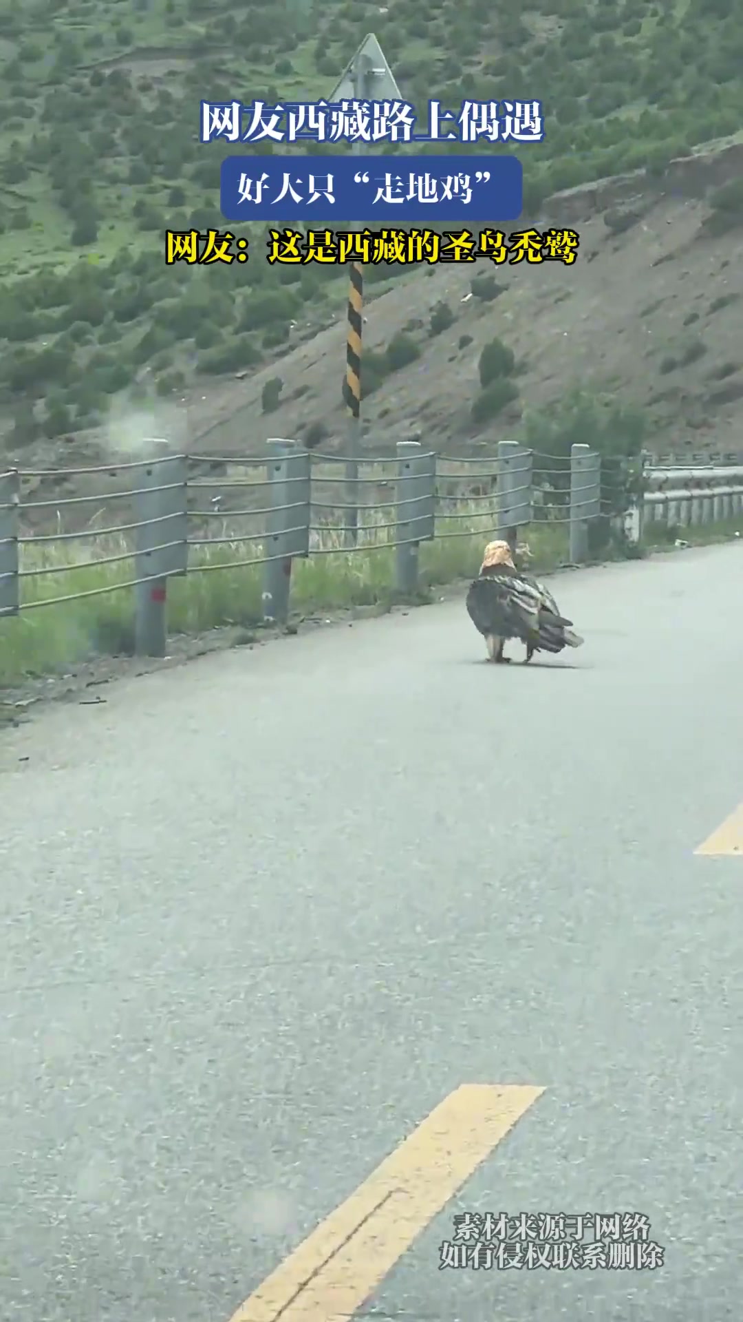 网友在西藏路上偶遇好大只走地鸡