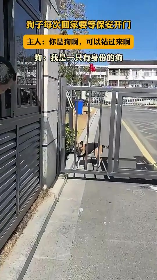 狗子每次回家都要等保安开门