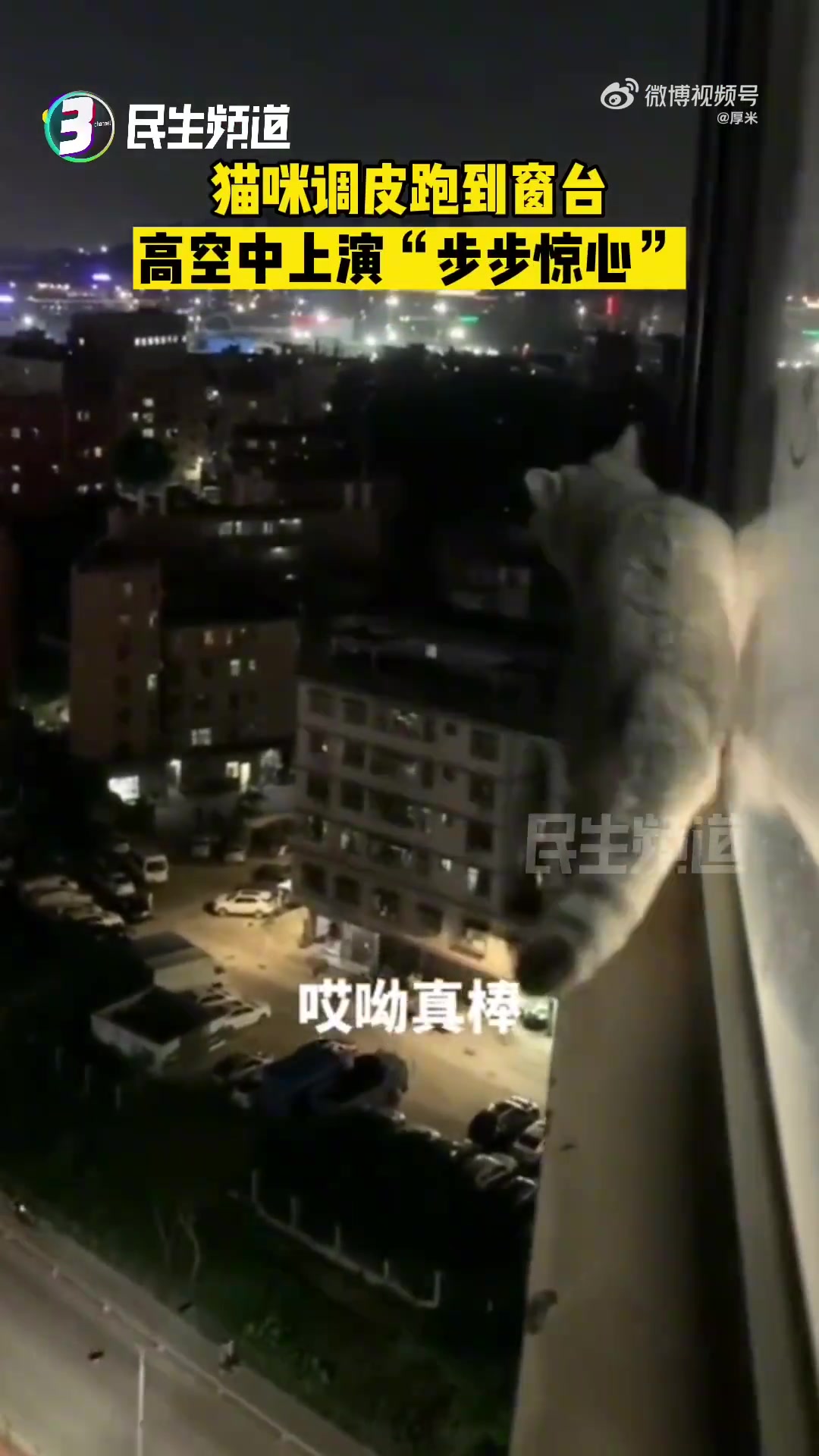 猫咪调皮跑上窗台