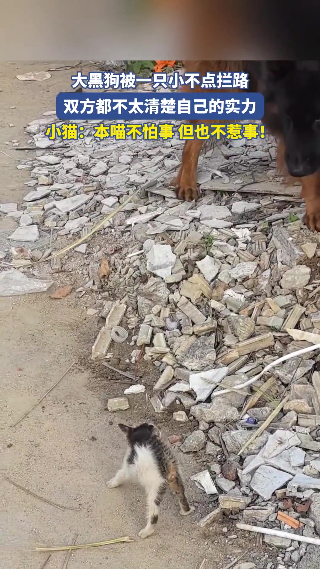 大黑狗被一只小不点拦路，双方都不太清楚自己的实力