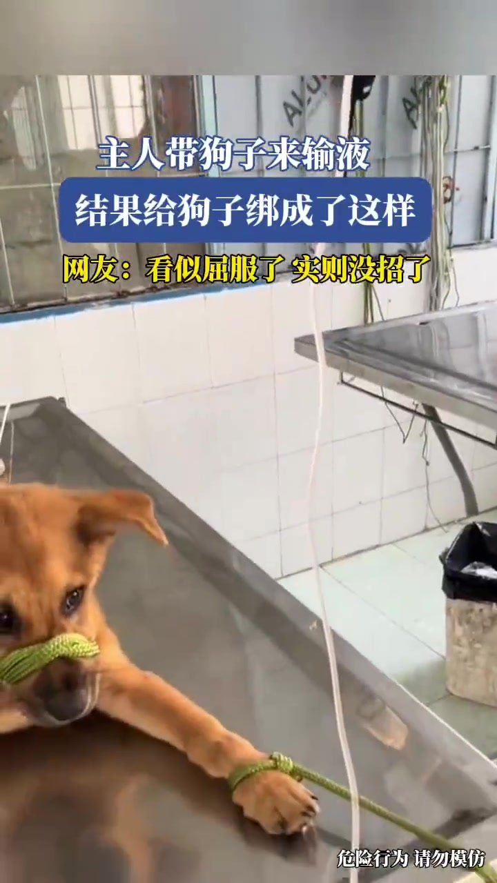 主人带狗子来输液，结果给狗子绑成了这样