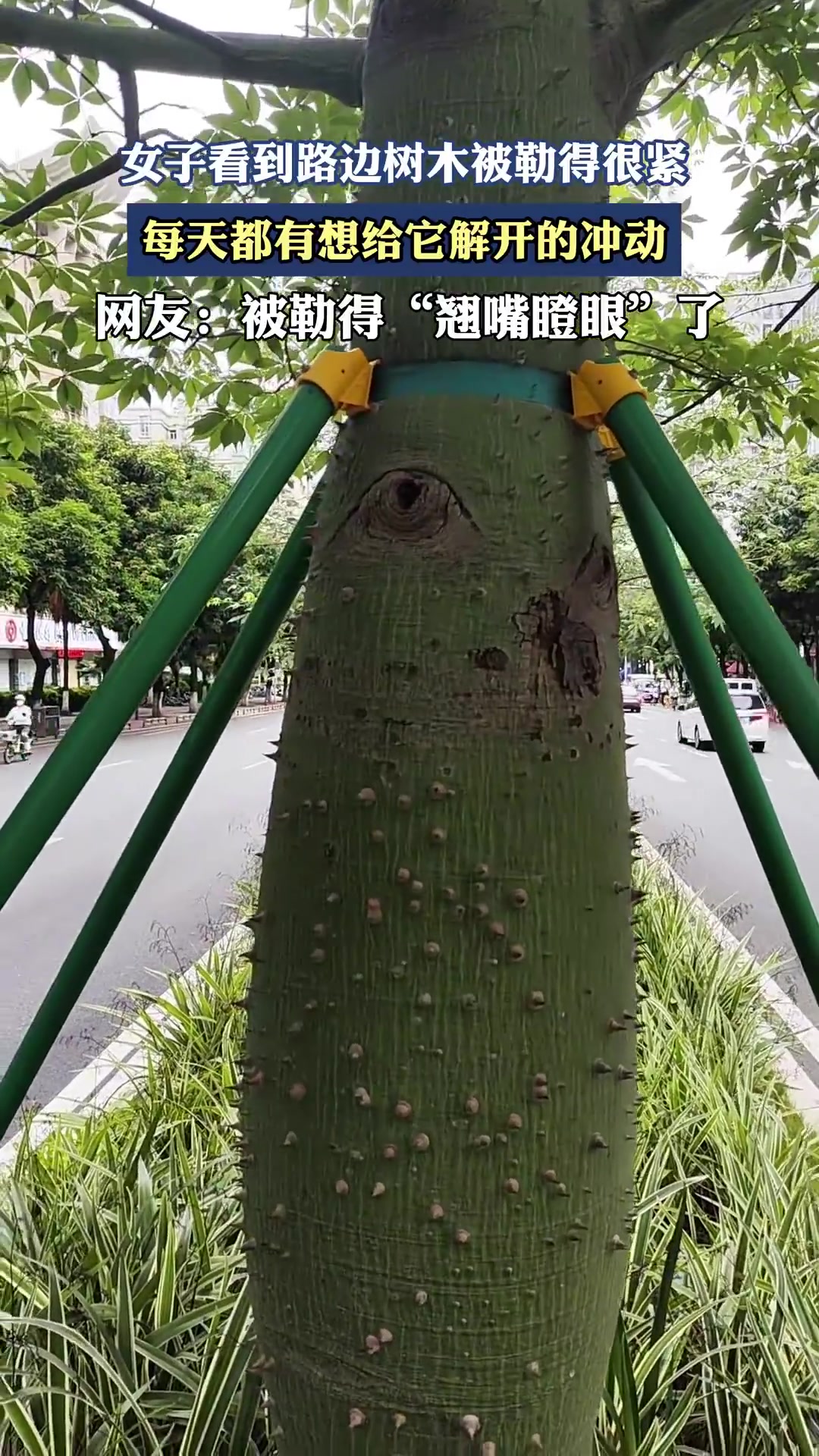 女子看到路边树木被勒得很紧，每天都有想给它解开的冲动