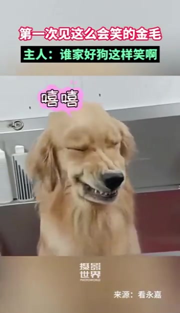 金毛：皮笑肉不笑，肉笑皮不笑