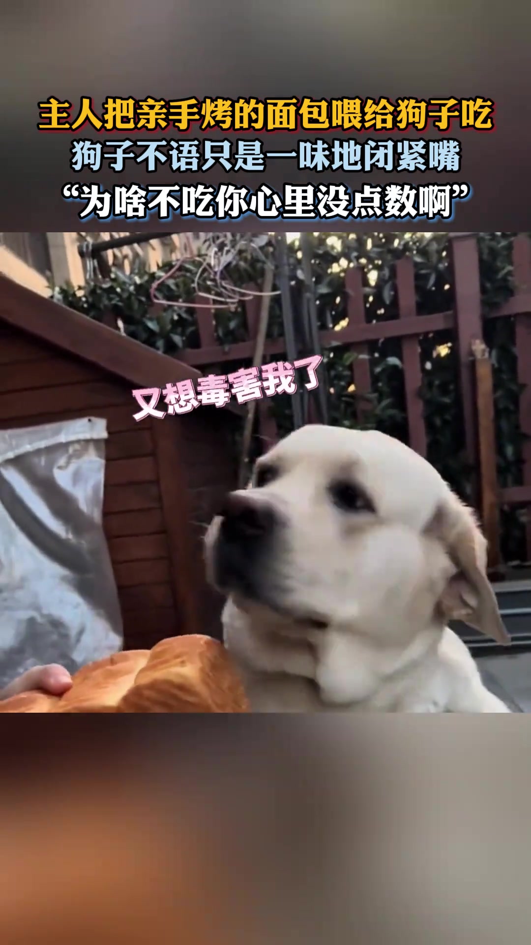 主人把亲手烤的面包喂给狗子吃，狗子不语只是一味地闭紧嘴