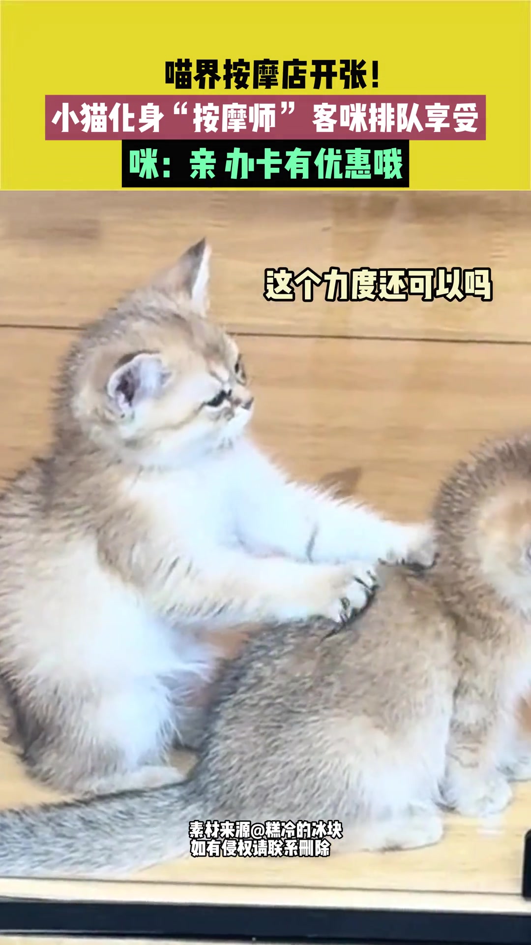 喵界按摩店开张小猫化身“按摩师”客咪排队享受