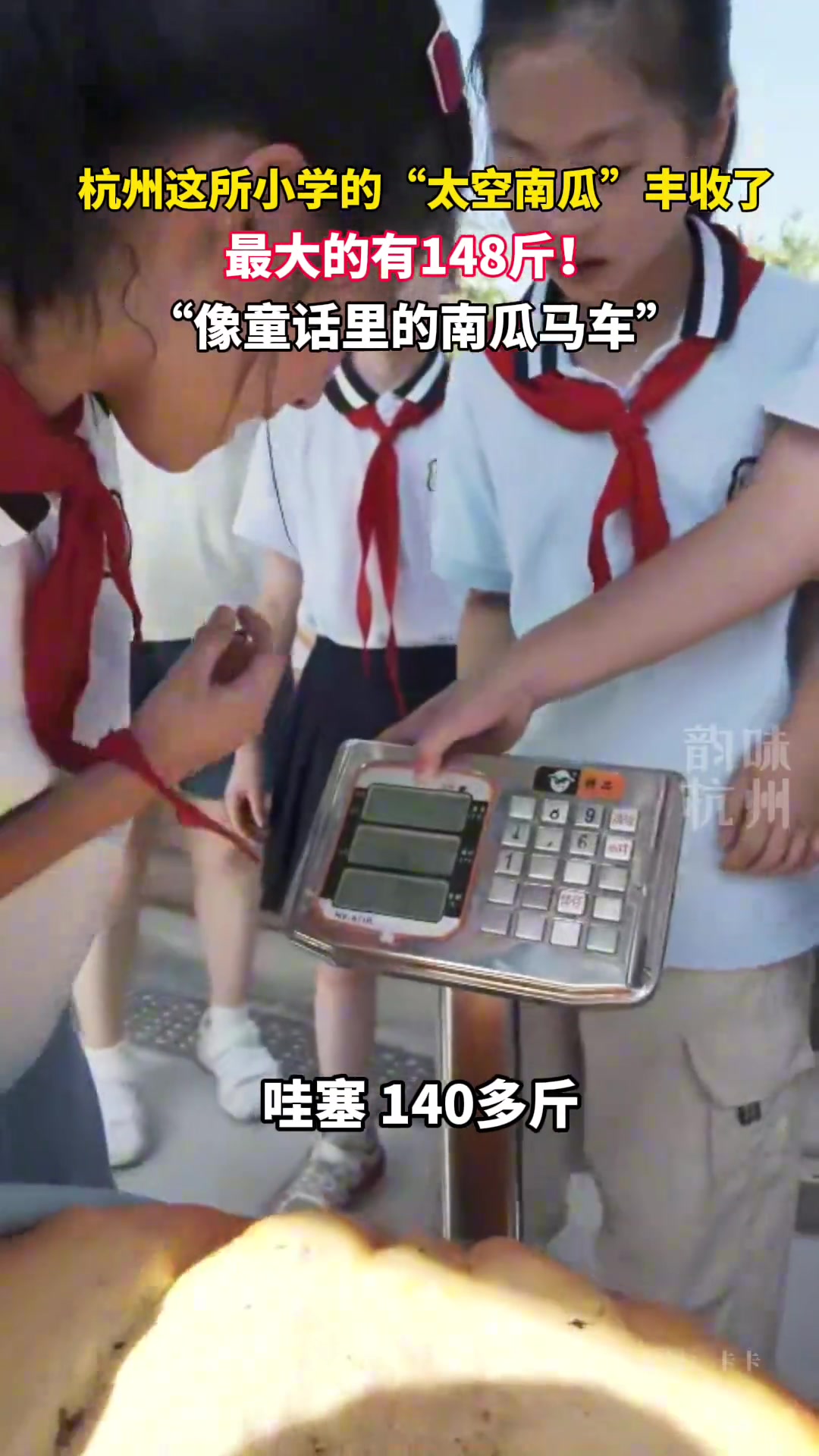 小学的“太空南瓜”丰收了！最大的有148斤！