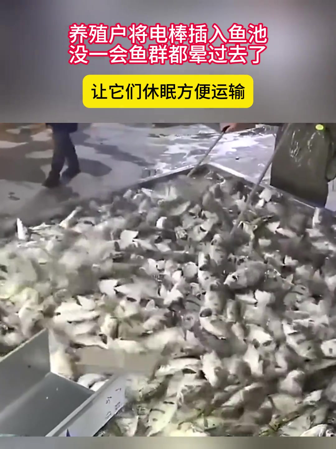 养殖户将电棒插入鱼池，没一会鱼群都晕过去了