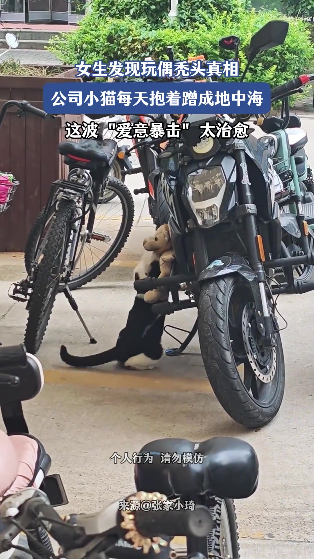 女生发现玩偶秃头真相，公司小猫每天抱着蹭成地中海，这波太治愈