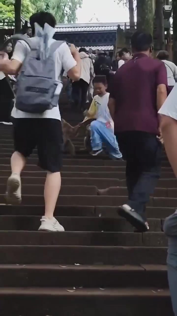 小男孩被一群猴子纠缠拉扯，裤子都被扒下来了