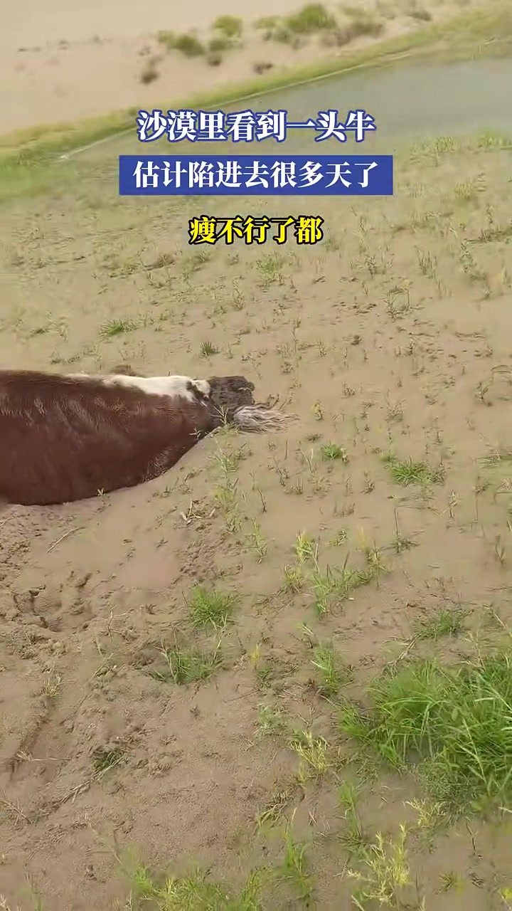 沙漠里看到一头牛,估计陷进去很多天了