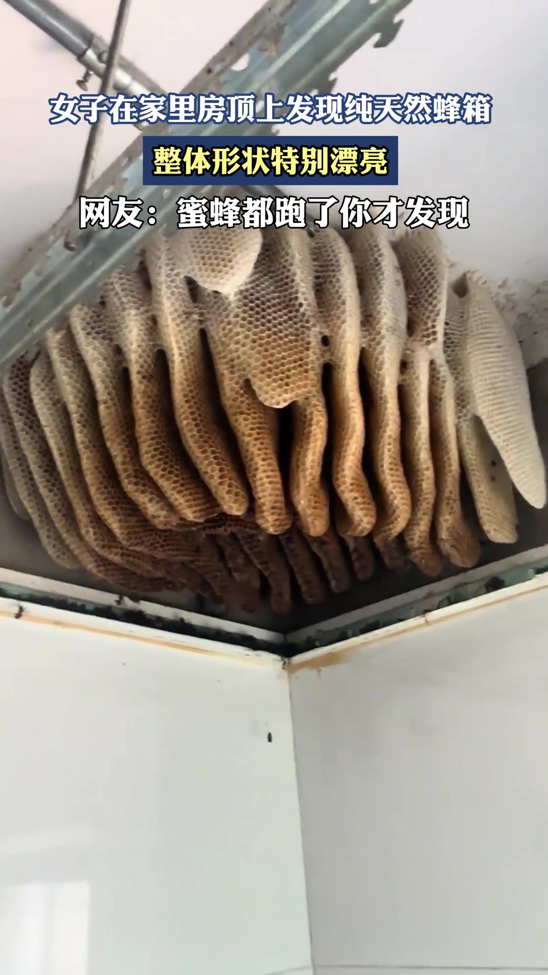 女子在家里房顶上发现纯天然蜂箱，整体形状特别漂亮