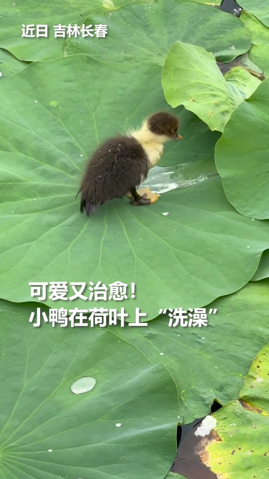 小鸭子洗小脚丫真可爱鸭