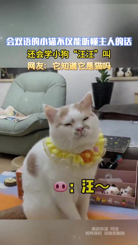 会双语的小猫不仅能听懂主人的话
