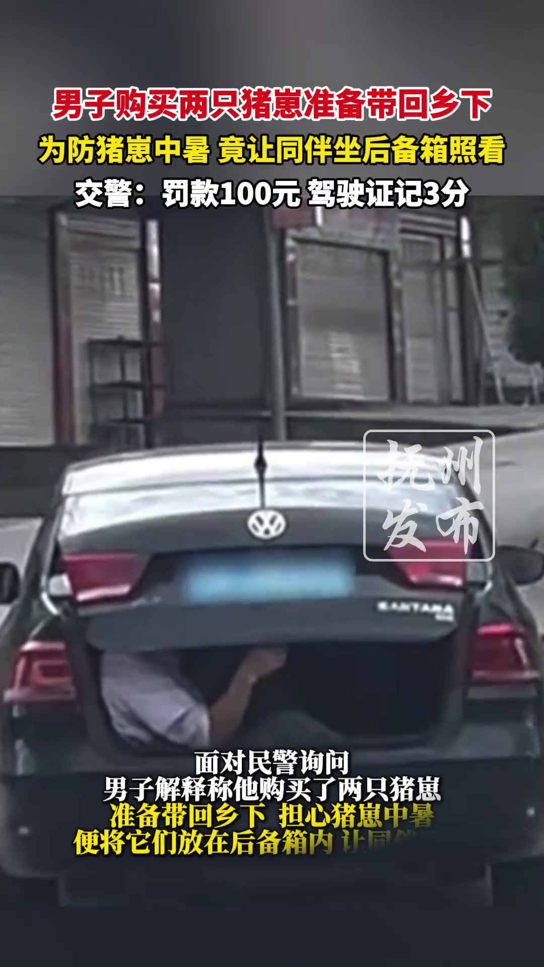 男子购买两只猪崽准备带回乡下，为防猪崽中暑......