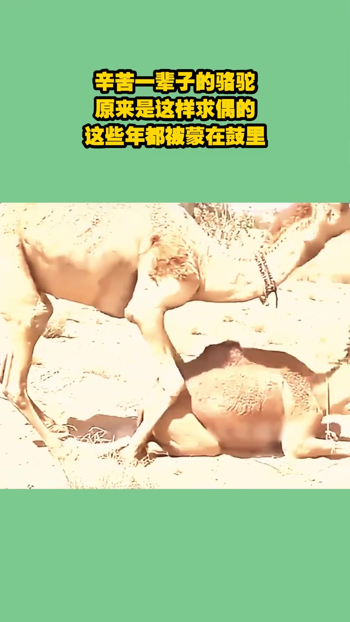 辛苦一辈子的骆驼，原来是这样求偶的