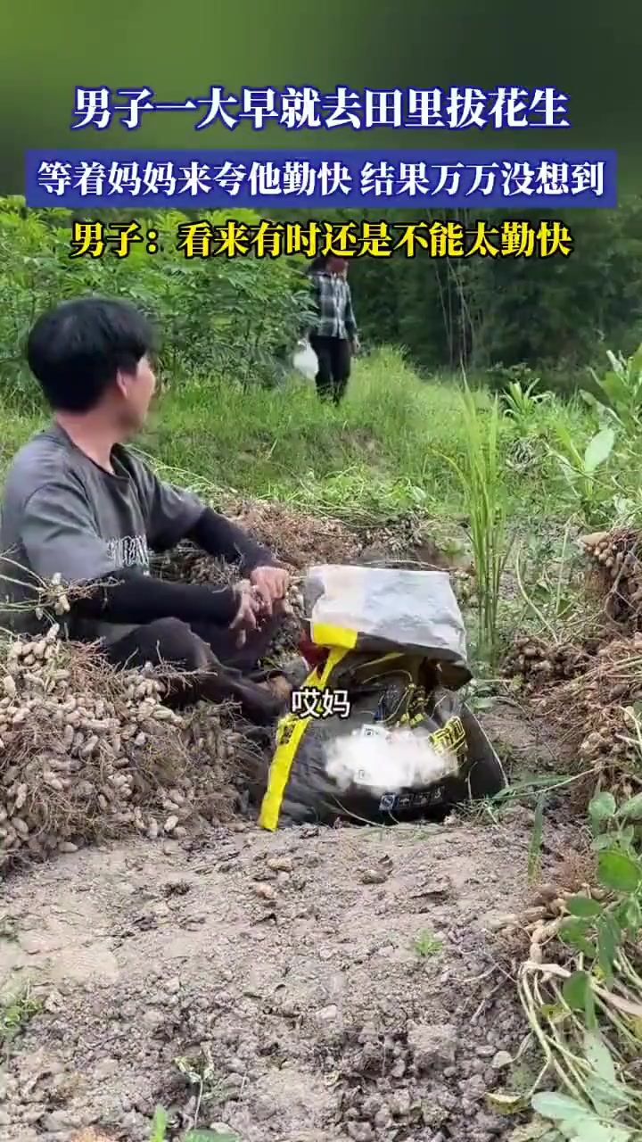 男子一大早就去田里拔花生