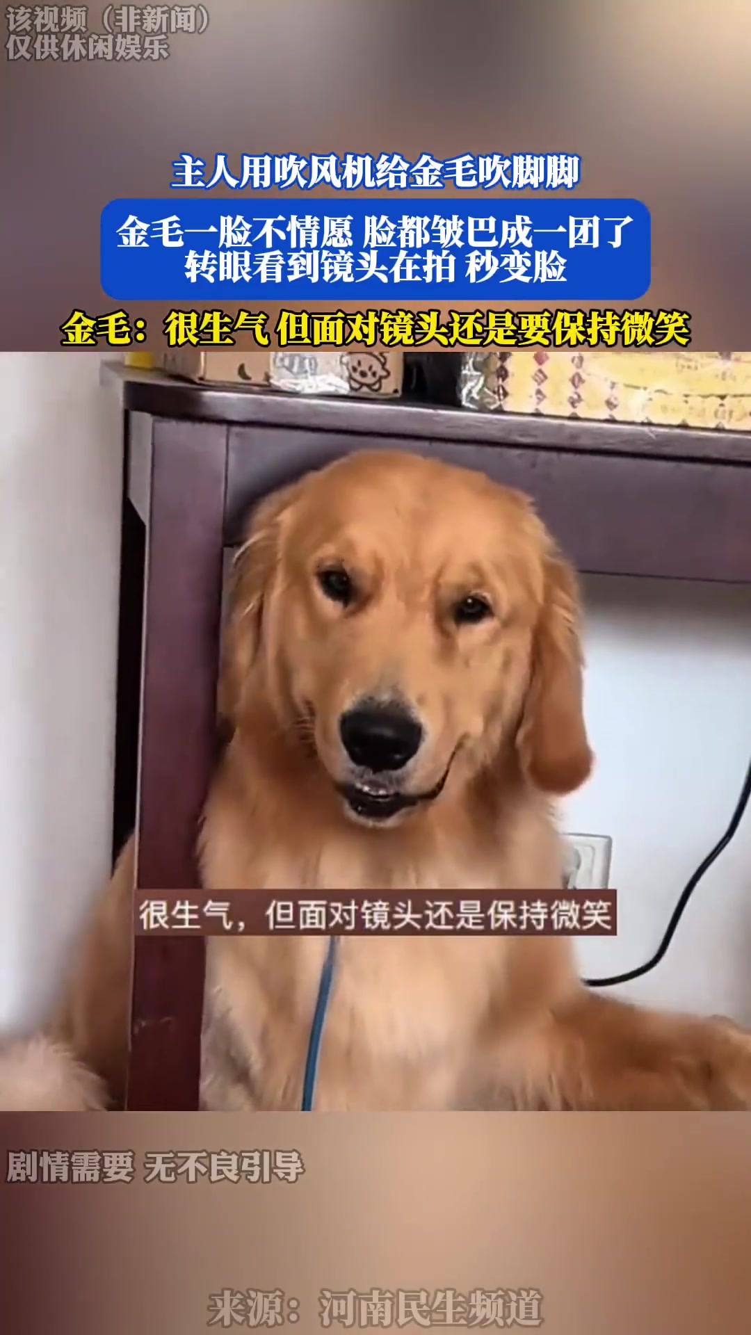 主人用吹风机给金毛吹脚脚，金毛一脸不情愿