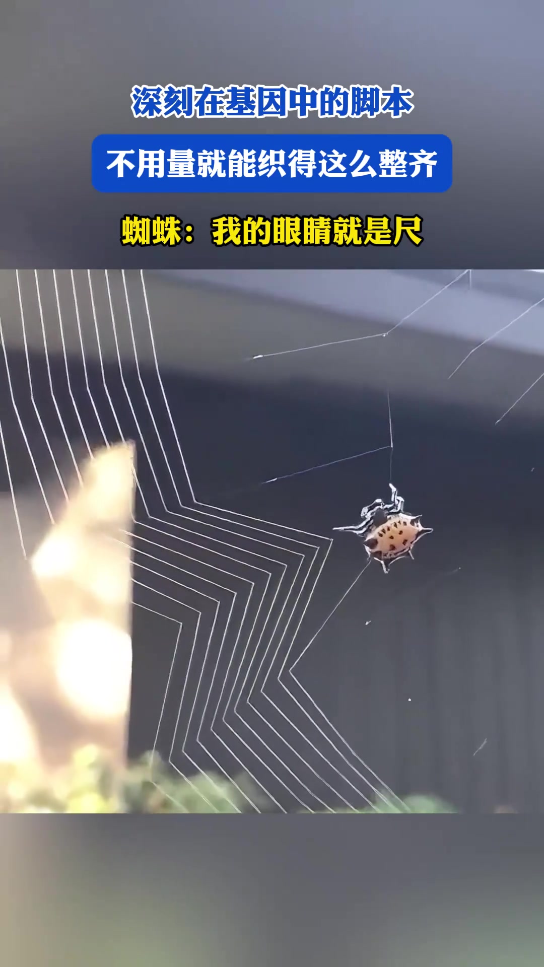 深刻在基因中的脚本！不用量就能织得这么整齐！