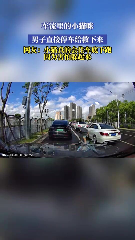 车流里的小猫咪，男子直接停车给救下来，小猫真的会往车底下跑