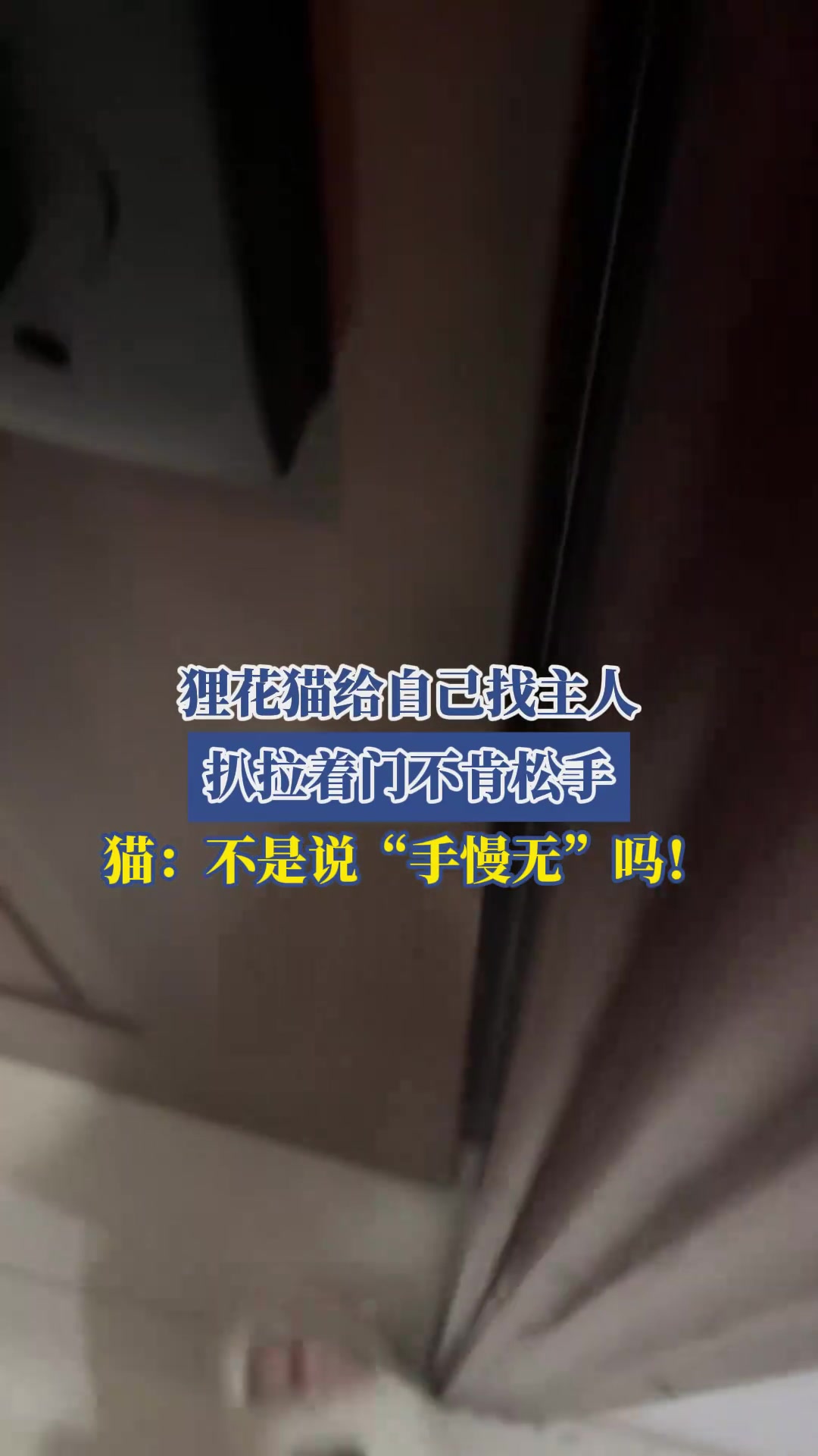 狸花猫给自己找主人，扒拉着门不肯松手，猫：不是说“手慢无”吗