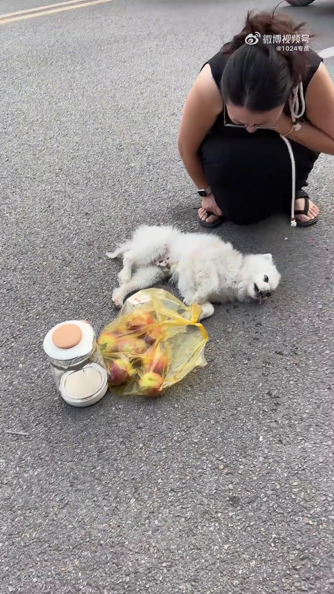 出门遛狗不牵绳，现在哭那么惨有啥用...