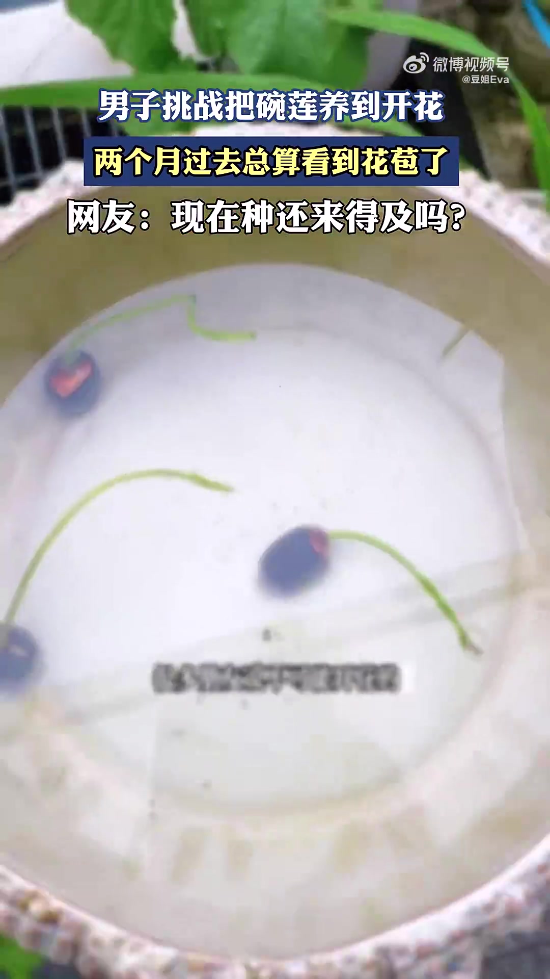 男子挑战把碗莲养到开花,两个月过去总算看到花苞了！