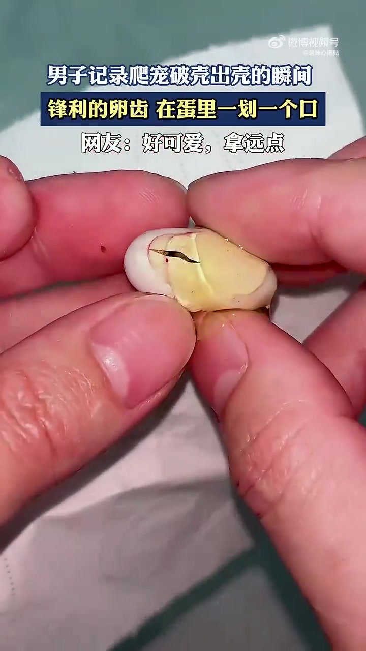男子记录爬宠破壳出壳的瞬间，锋利的卵齿在蛋里一划一个口！