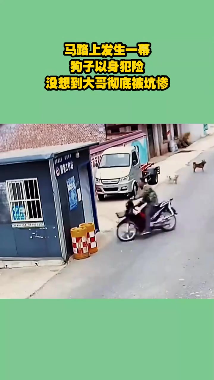 马路上发生一幕，狗子以身犯险，没想到大哥彻底被坑惨