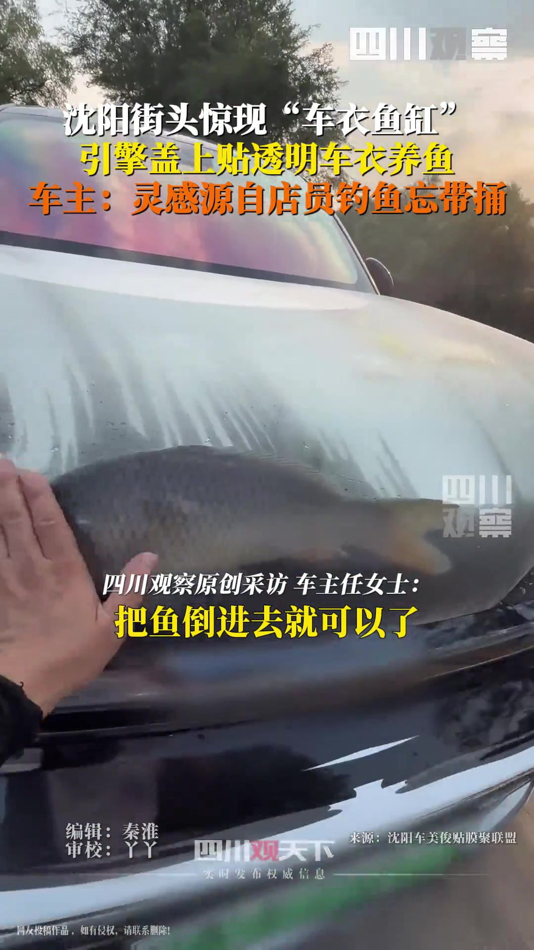 沈阳街头惊现车衣鱼缸引擎盖上贴上透明车衣养鱼