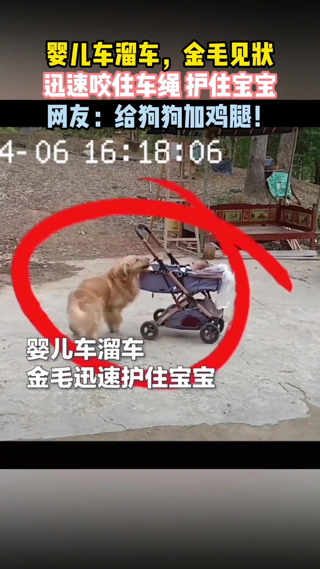 婴儿车溜车，金毛见状迅速咬住车绳护住宝宝