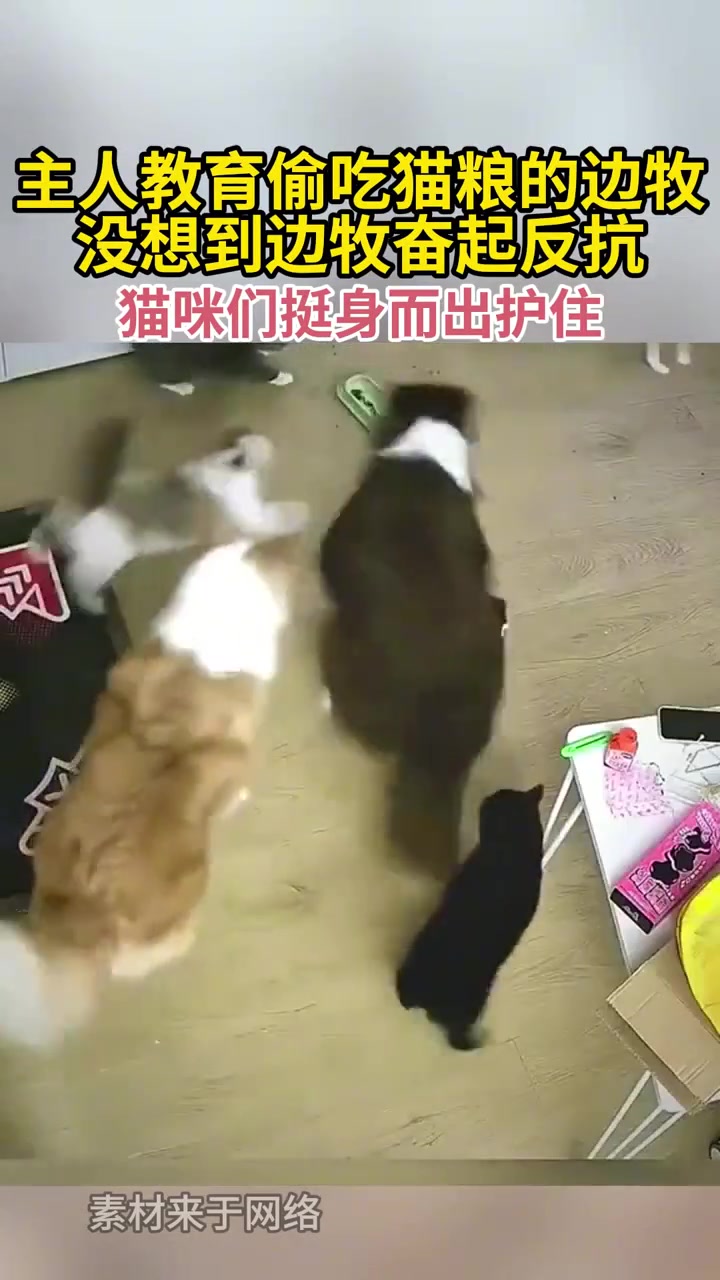 主人教育偷吃猫粮的边牧没想到边牧奋起反抗猫咪挺身而出护住