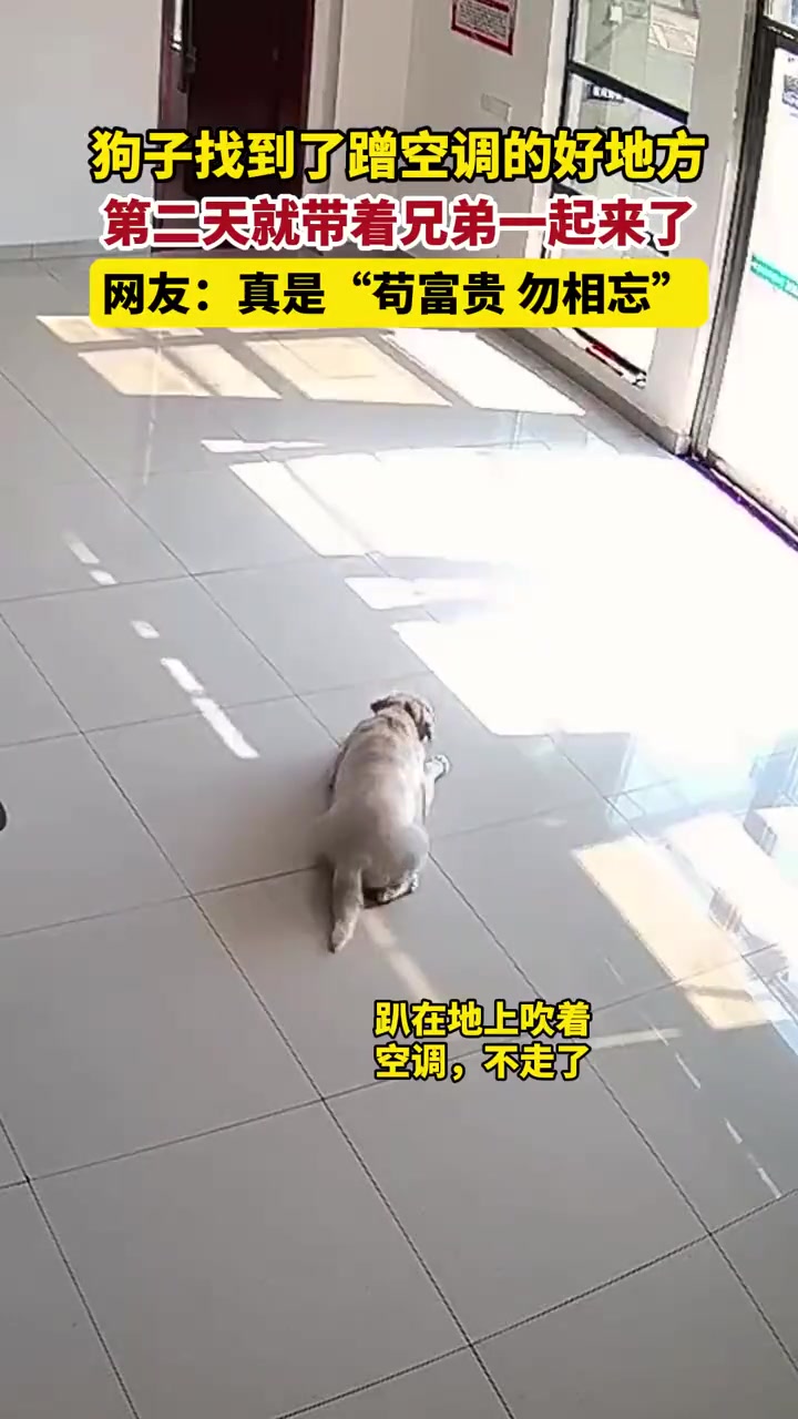 狗子找到了蹭空调的好地方