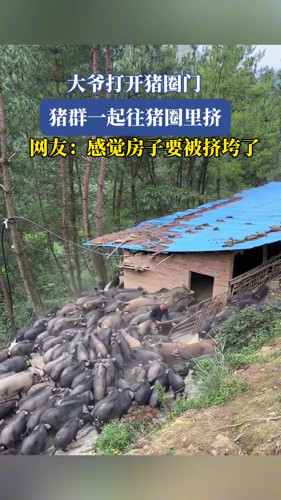 大爷打开猪圈门，猪群一起往猪圈里挤！