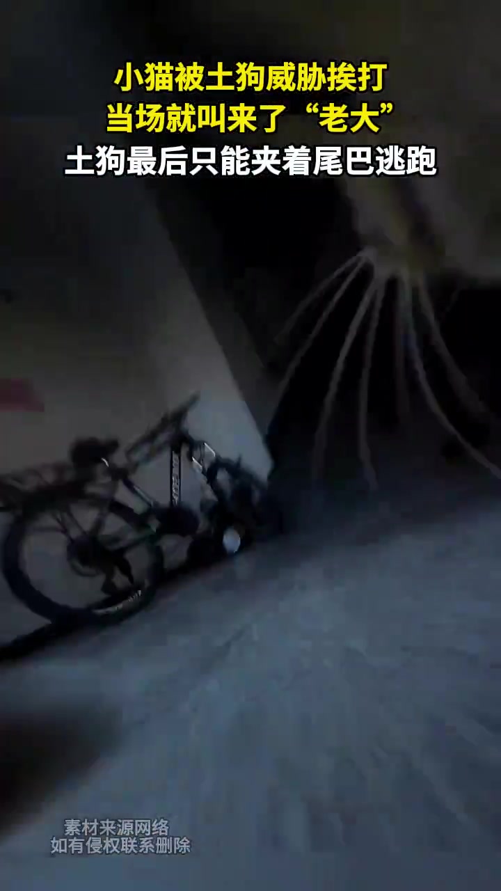 小猫被土狗威胁挨打当场就搬来了“老大”