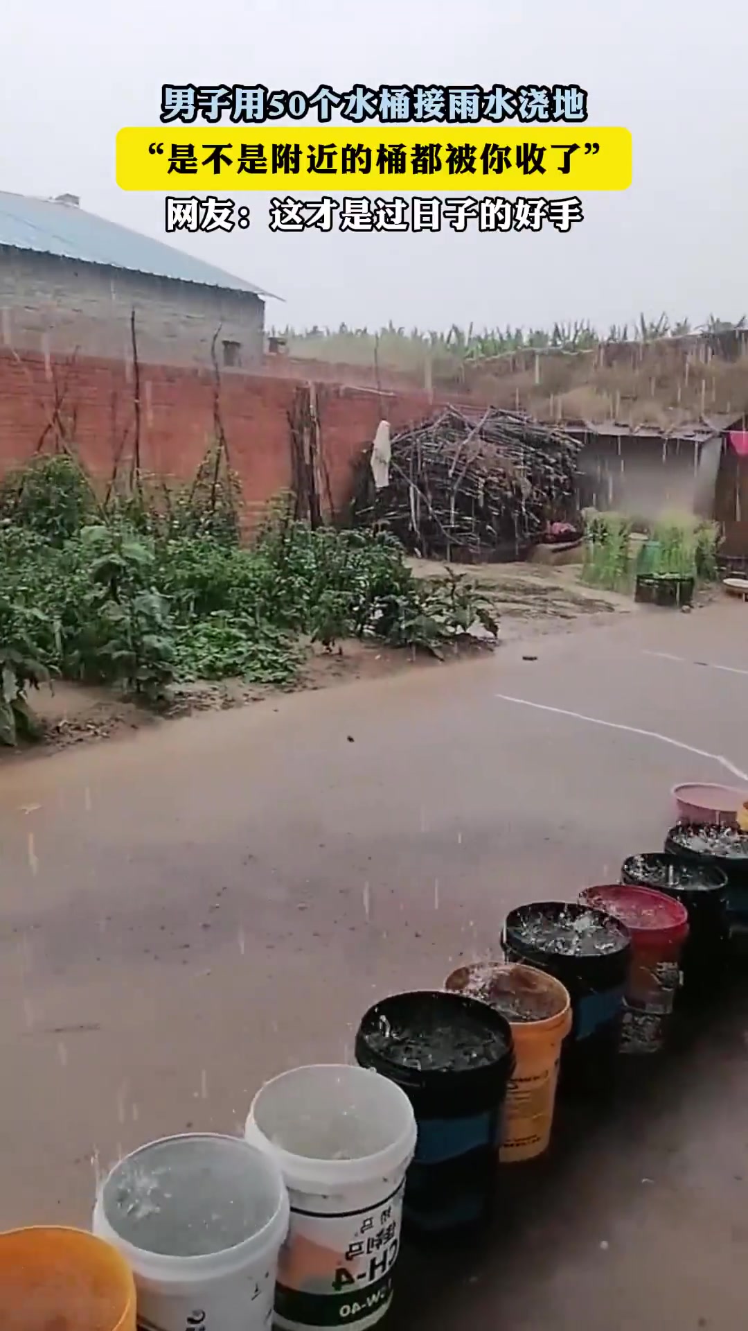 男子用50个水桶接雨水浇地
