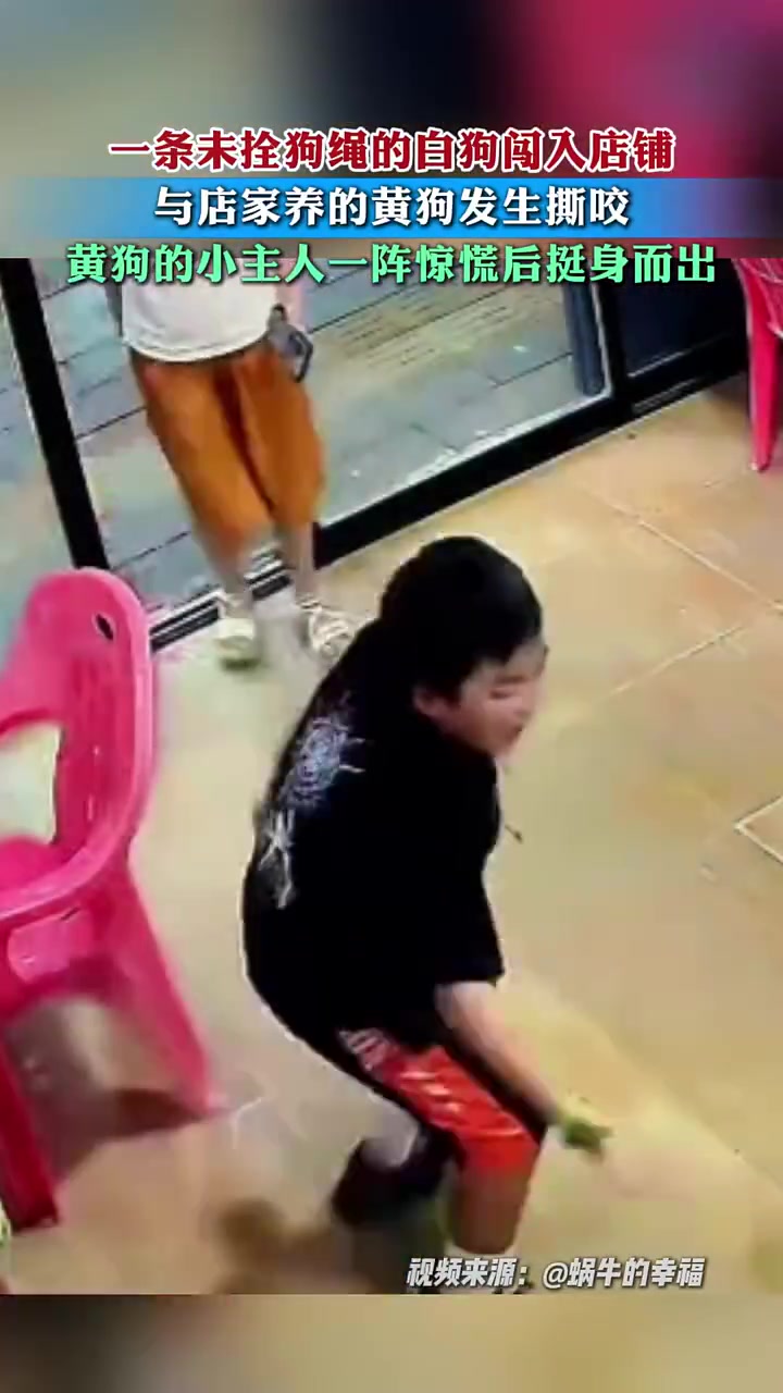 一只未拴狗绳的白狗闯入店铺与黄狗发生撕咬