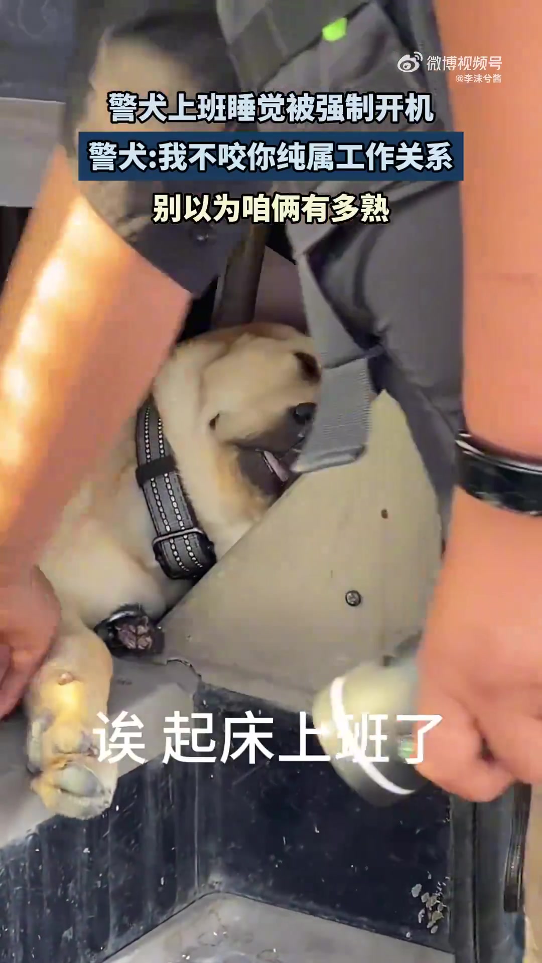 警犬上班睡觉被强制开机，警犬：咱俩纯工作关系，别以为有多熟！
