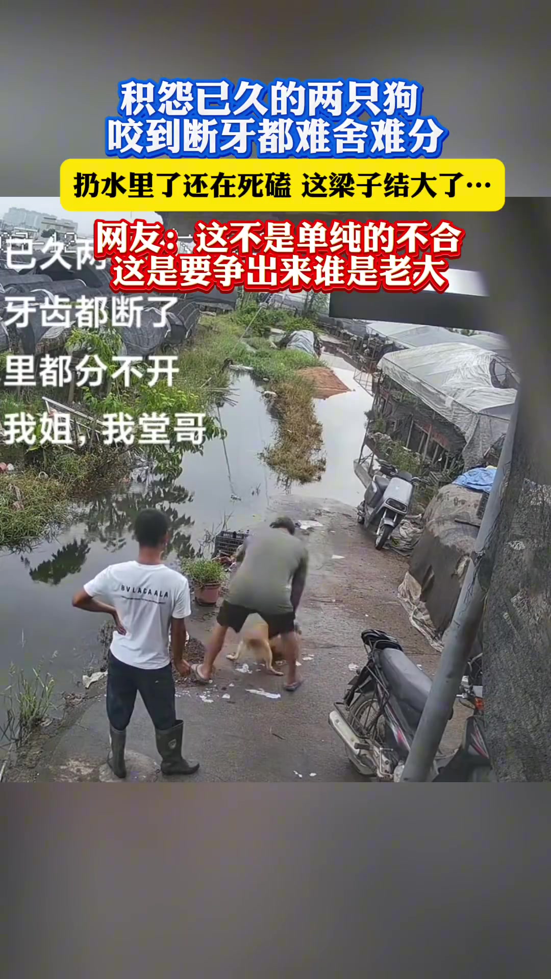 积怨已久的两只狗，咬到断牙都难舍难分