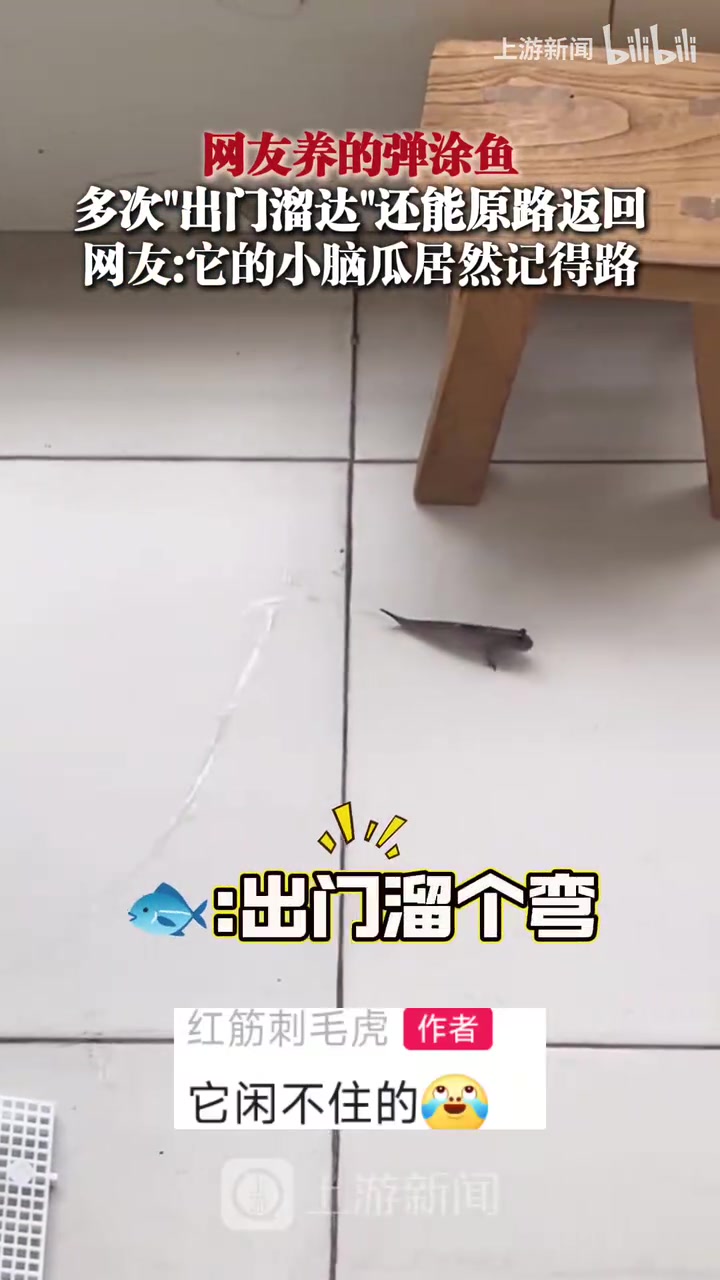 网友养的弹涂鱼多次“出门溜达”，还能原路返回
