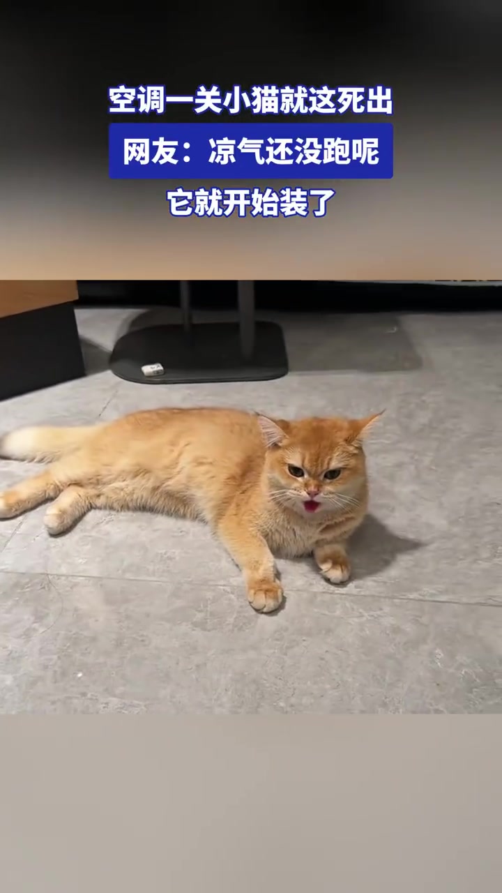 空调一关小猫装样！网友：凉气未跑