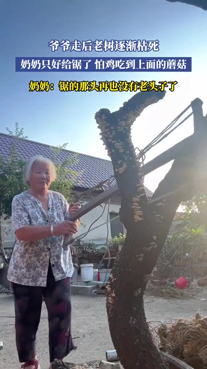爷爷去世后老树枯死！奶奶锯树防鸡吃蘑菇