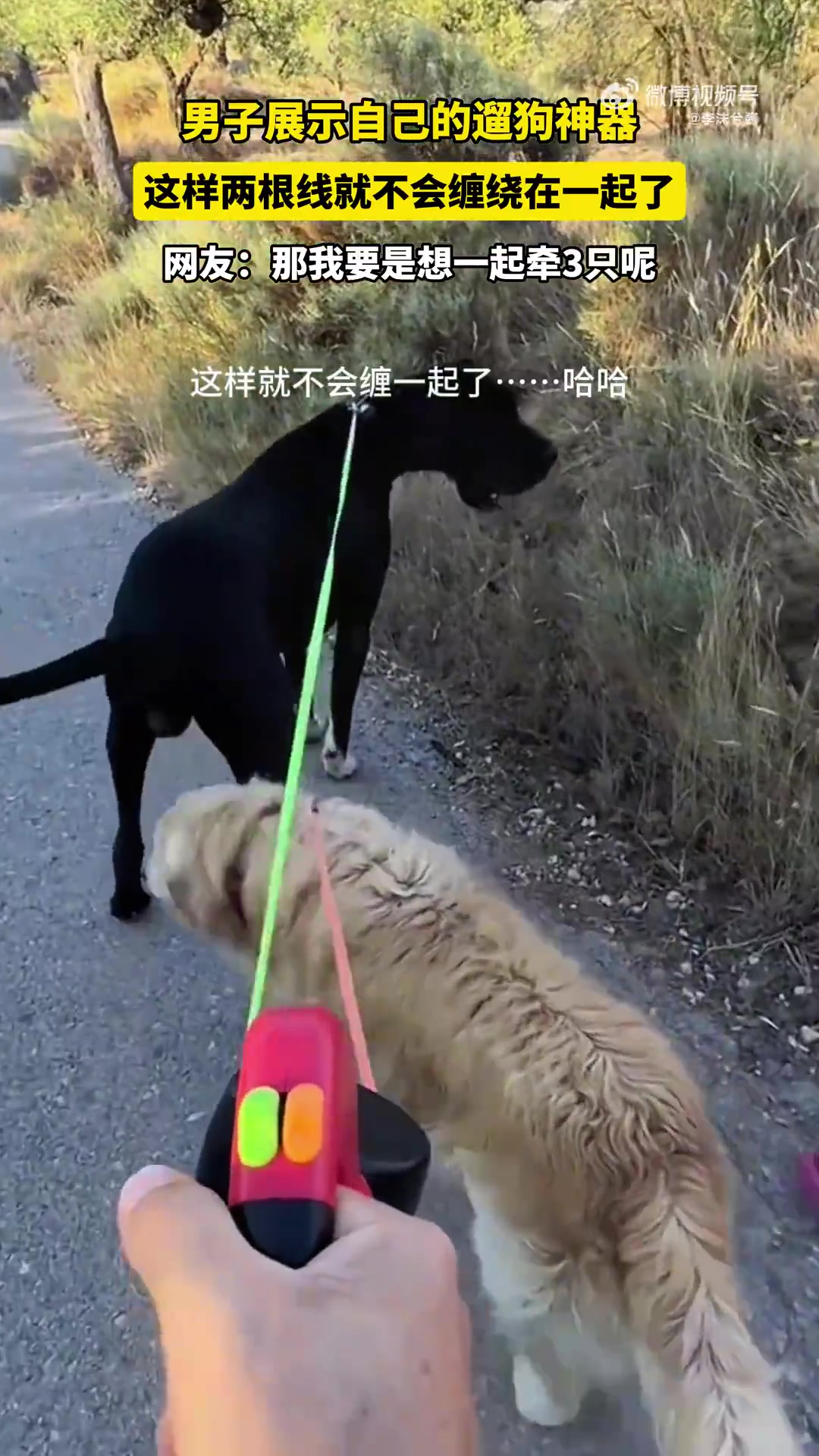 男子展示遛狗神器！防绳子缠绕