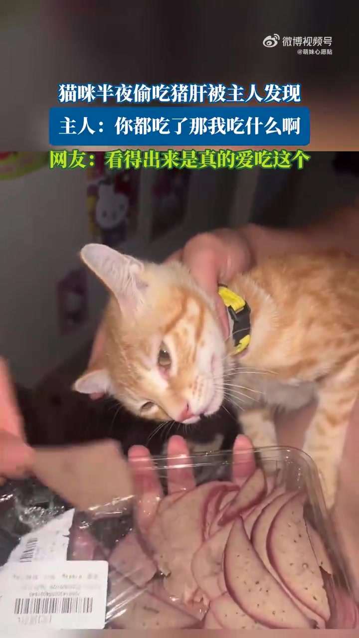 猫咪半夜偷吃猪肝被发现！太爱吃