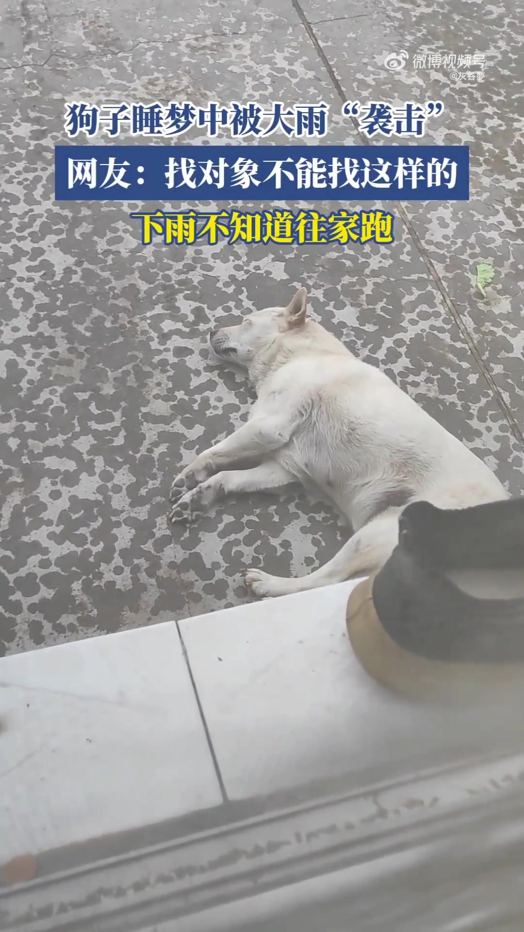 狗子睡梦中被大雨袭击