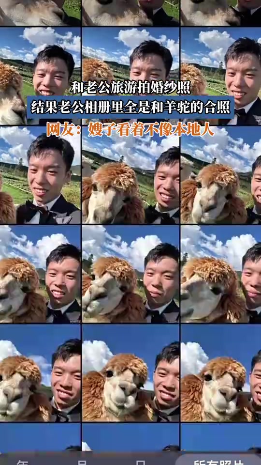 和老公旅游拍婚纱照，结果老公相册里全是和羊驼的合照