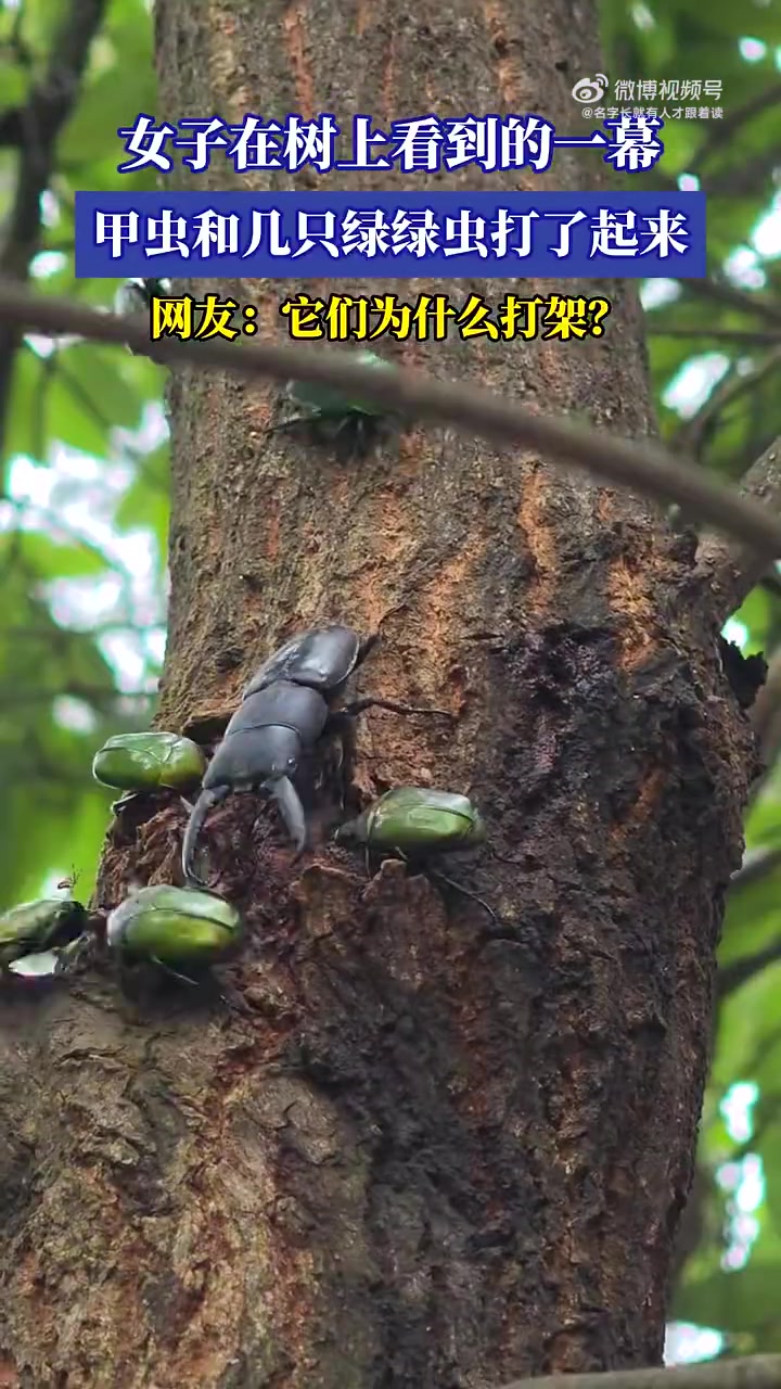 女子树上见甲虫与绿虫打架！