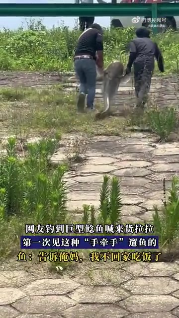网友钓到巨型鲶鱼喊来货拉拉