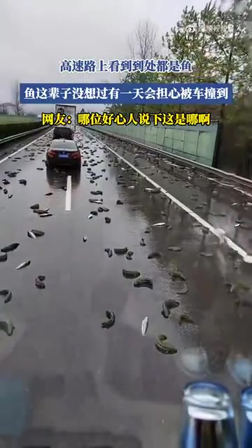 高速路上看到到处都是鱼